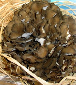 Maitake/Hen of the Woods Mushrooms $18.00 lb.