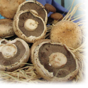 Portabella Mushrooms $6.50 lb